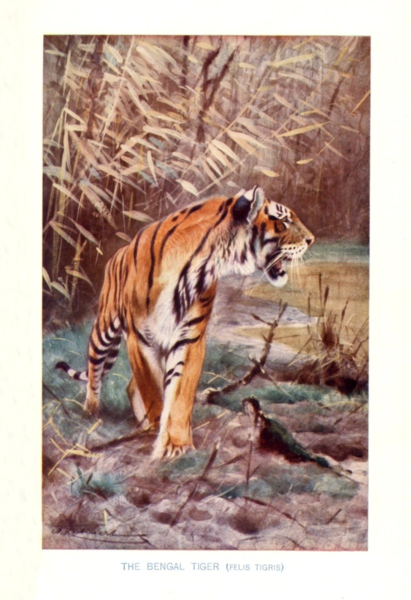 Dimensions 3514 x 5131 pixels