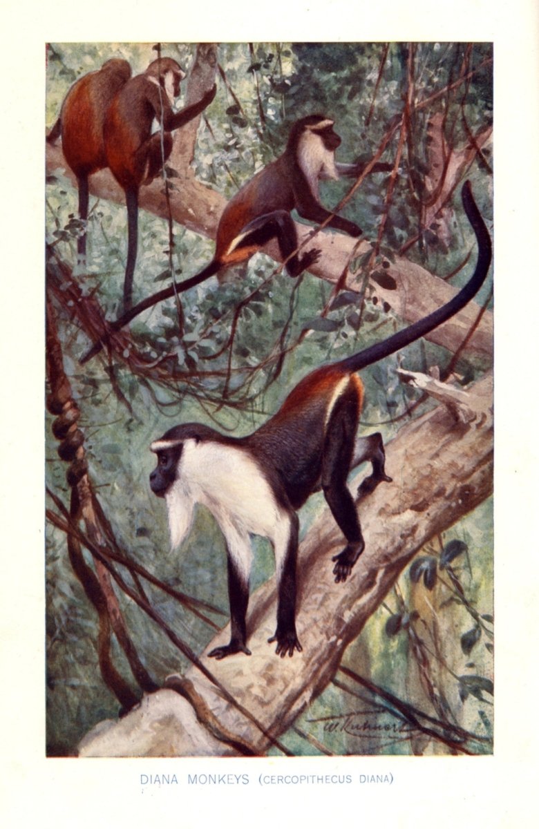 Dimensions 3360 x 5170 pixels