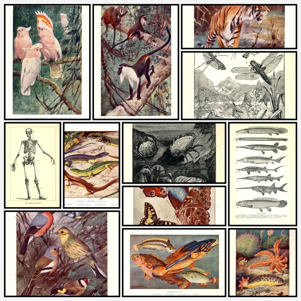 A snapshot of the images