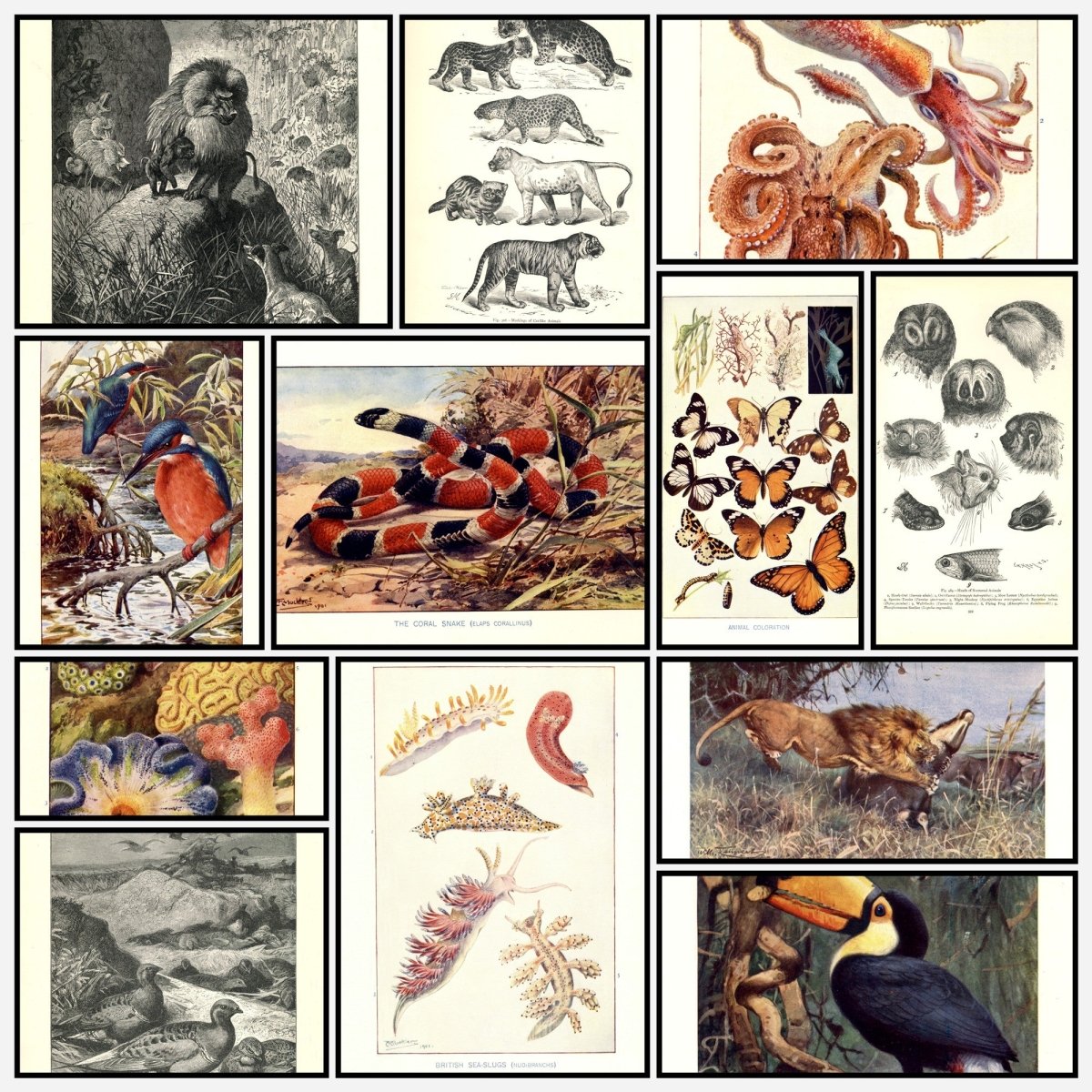 A snapshot of the images