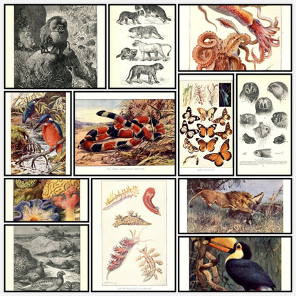 A snapshot of the images