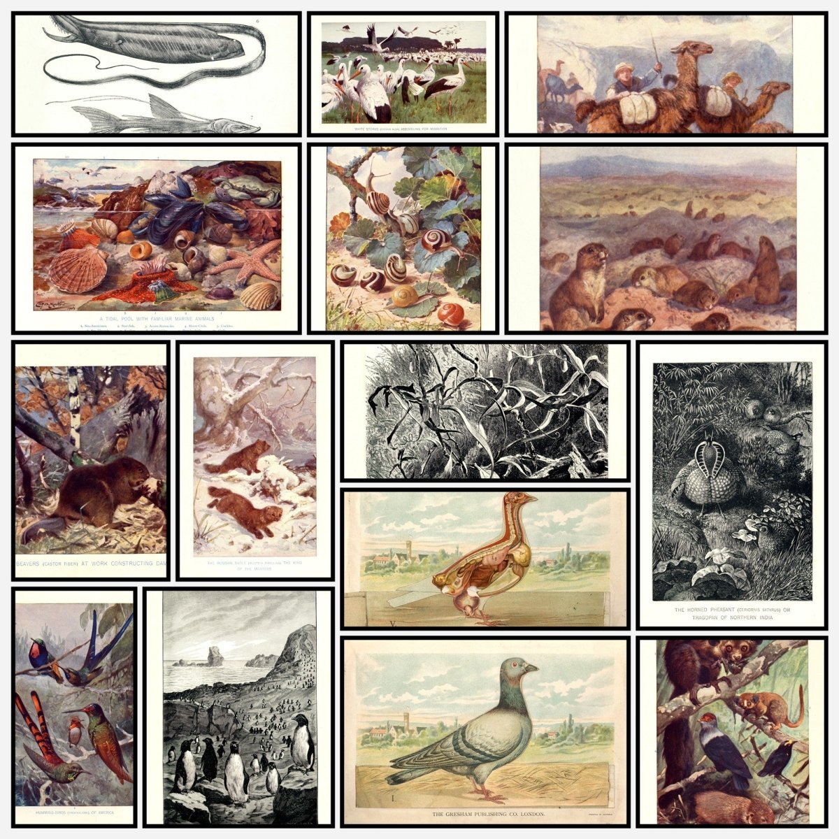 A snapshot of the images