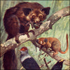 Natural History of Animals, The v.4 1905 - Muckley, Kuhnert, Specht et al - 15 images