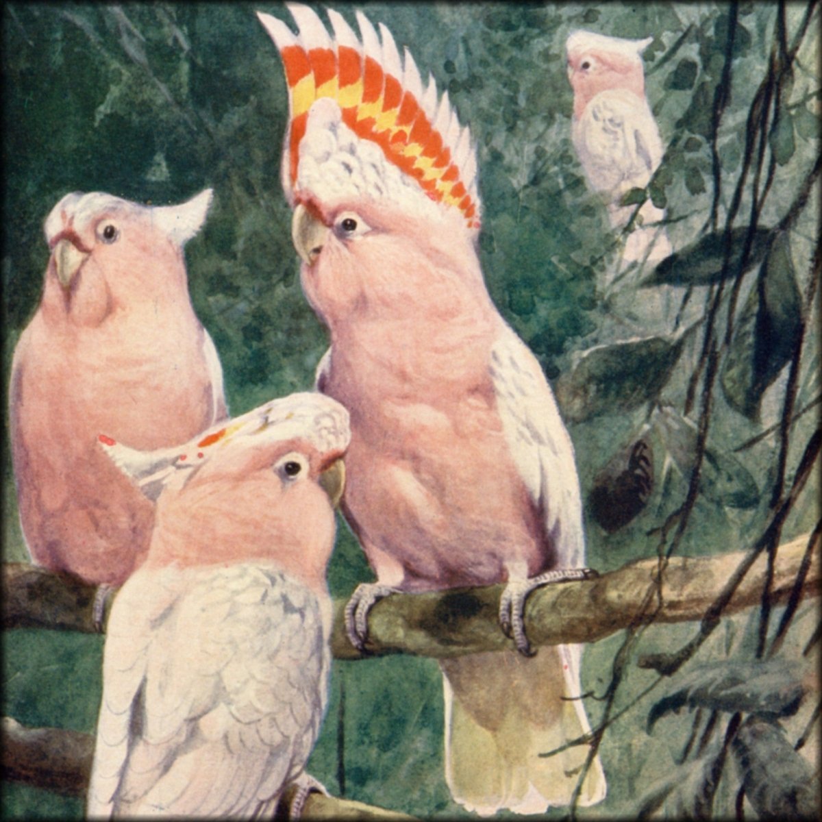 The Natural History of Animals v.1 (1905) - 12 images