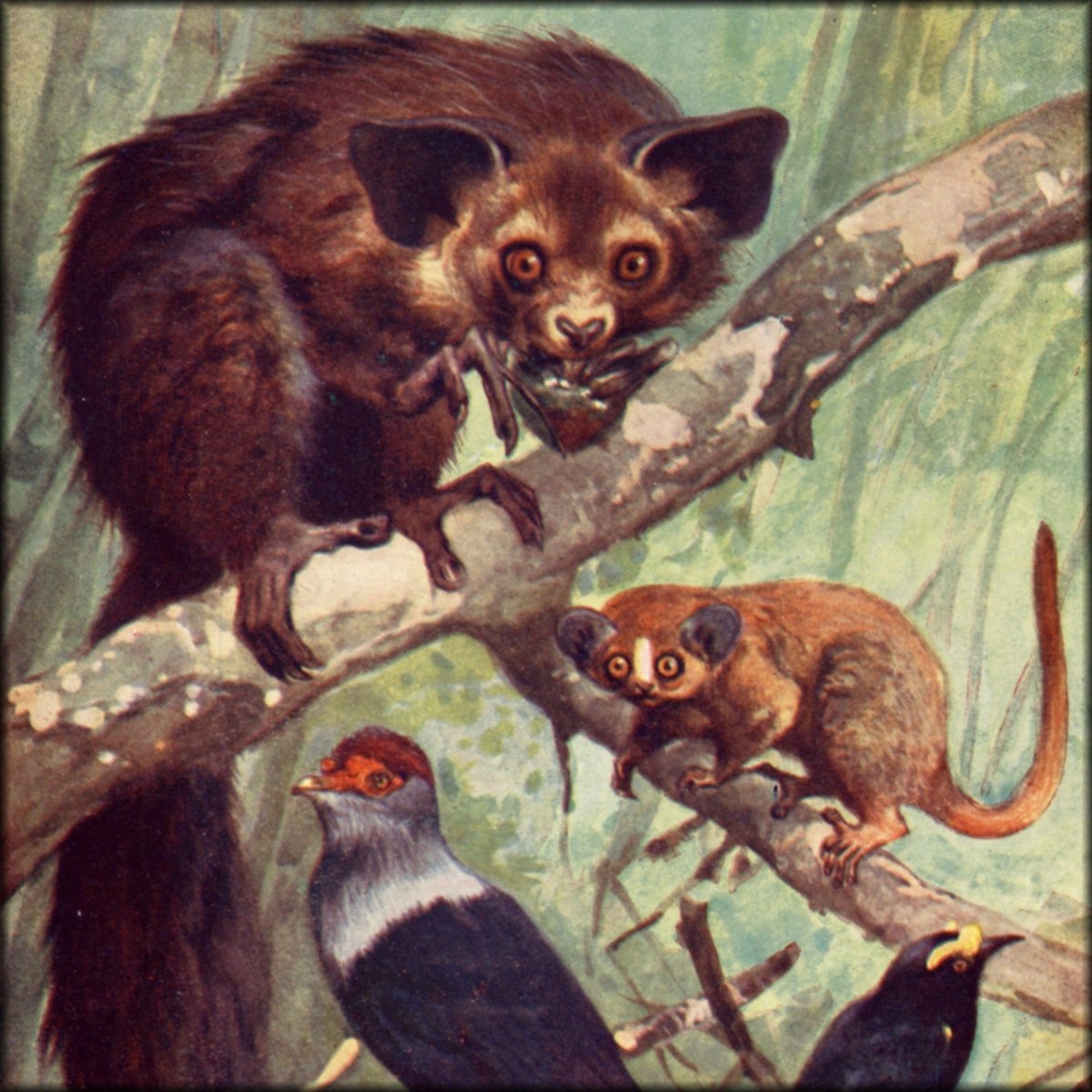 The Natural History of Animals v.4 (1905) - 1 images