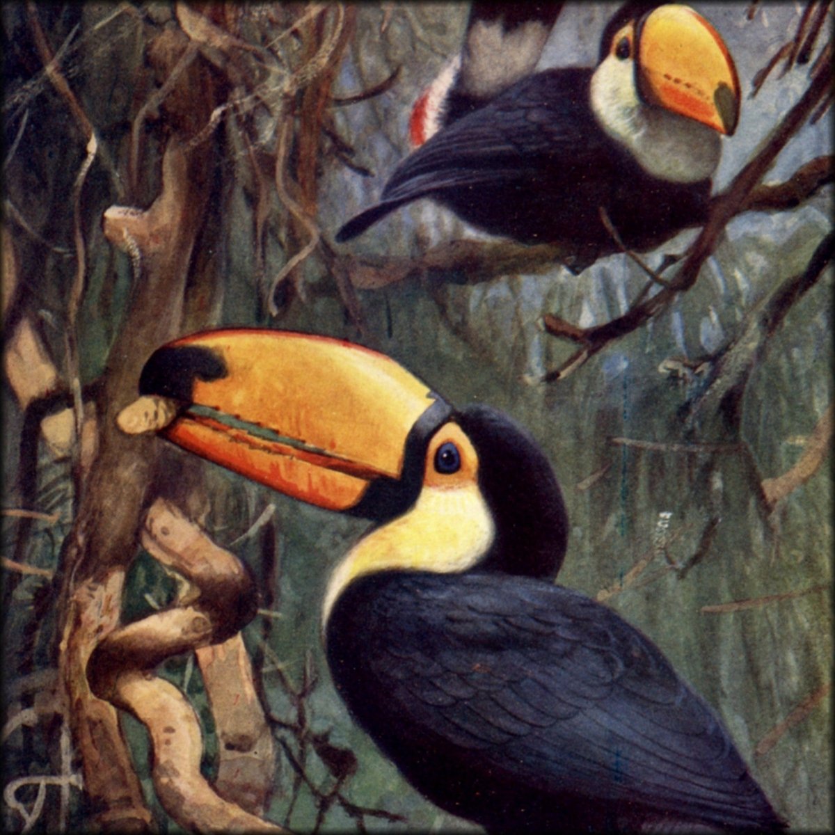 The Natural History of Animals v.2 (1905) - 12 images