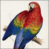 Family of Psittacidae, The 1832 - Edward Lear (1812-1888) - 42 images