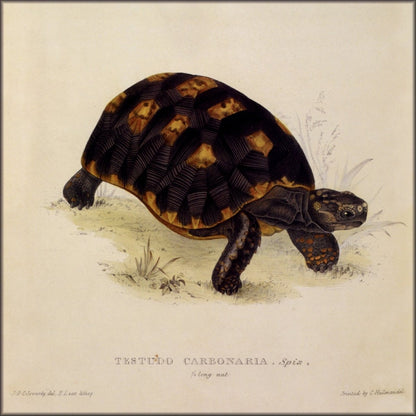 Digital Download - 1 image