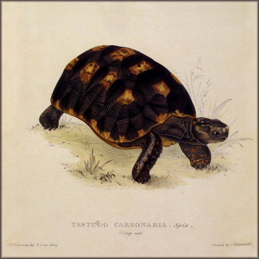 Digital Download - 1 image