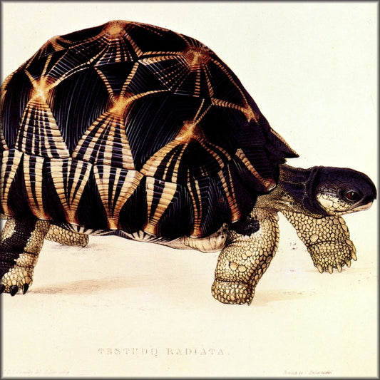 Digital Download - 1 image