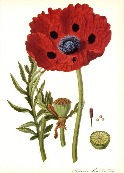 Botanical Prints 40 High Resolution Images | Dimensions 6408 x 8952 pixels