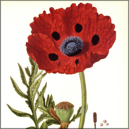 Digital Download - 1 image