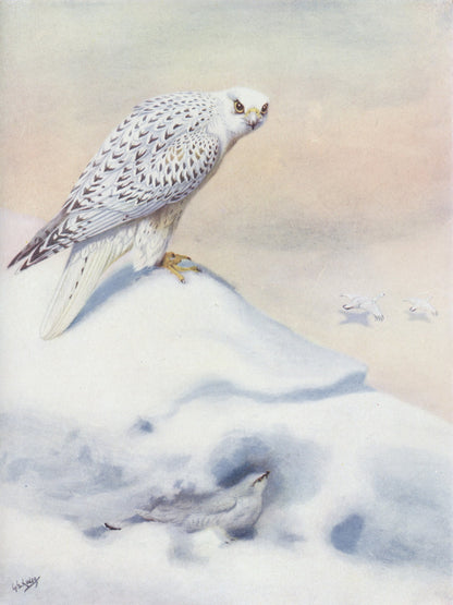 Animals in the Snow - 101 High Resolution Images | Dimensions 3580 x 4780 pixels