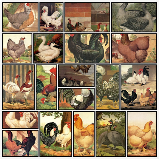 A snapshot of some of the images