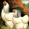 Illustrated Book of Poultry, The 1873 - Joseph W. Ludlow (1840-1916) - 50 images