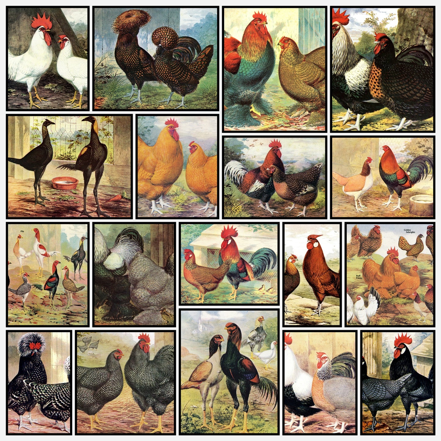A snapshot of some of the images