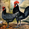 Wright's Book of Poultry 1912 - Joseph W. Ludlow (1840-1916) - 30 images