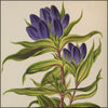 Alpine Plants v.1 1872 - Alexander Lydon (1836-1917) - 54 images