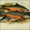 British Fresh Water Fishes Vol.2 - Alexander Lydon (1836-1917) - 21 images