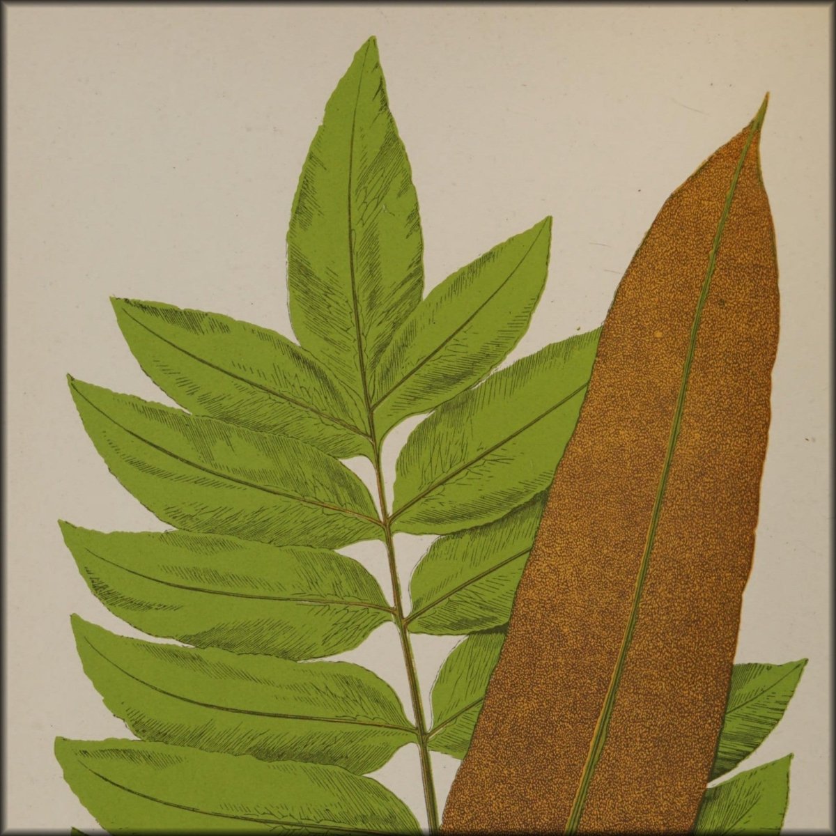 Alexander Francis Lydon Public Domain Images to Download | Ferns British and Exotic v.7 (1872) - 65 images