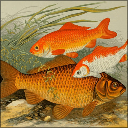 Alexander Francis Lydon Public Domain Images to Download | British Fresh Water Fishes Vol.1 - 20 images