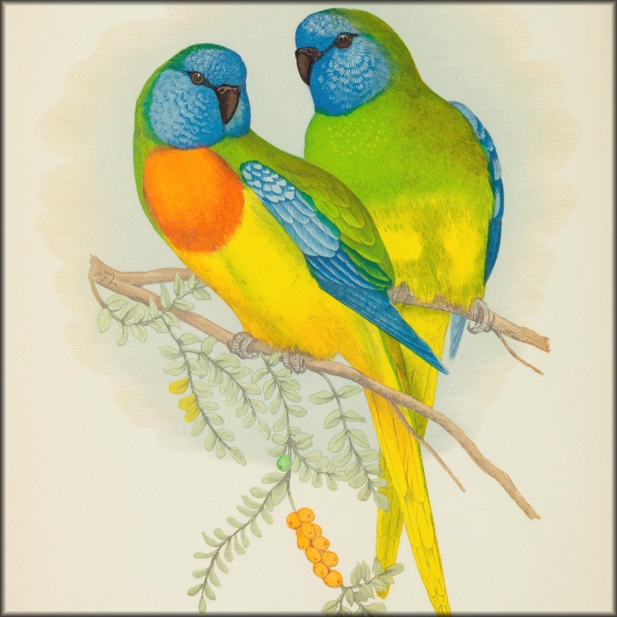 Alexander Francis Lydon Public Domain Images to Download | Parrots in Captivity vol.1-3 (1884) - 81 images