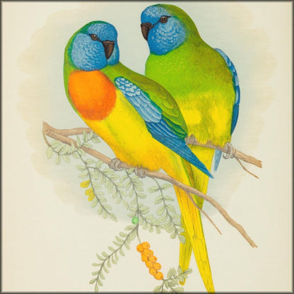 Alexander Francis Lydon Public Domain Images to Download | Parrots in Captivity vol.1-3 (1884) - 81 images