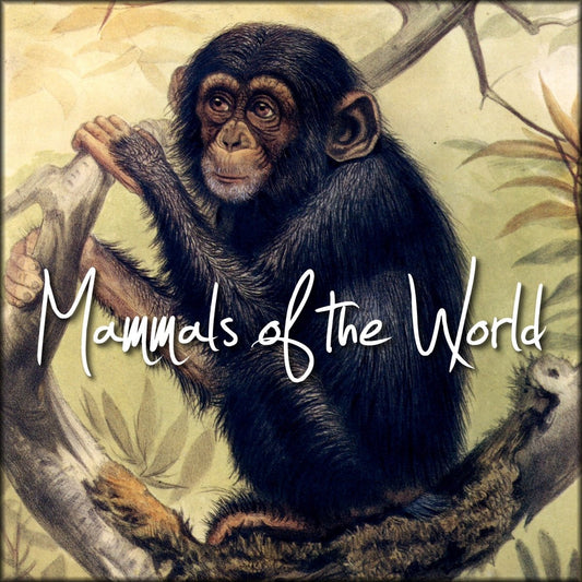 Mammals of the World | Digital Download - 58 images