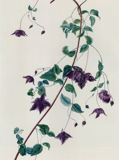 Dimensions 4298 x 5768 pixels