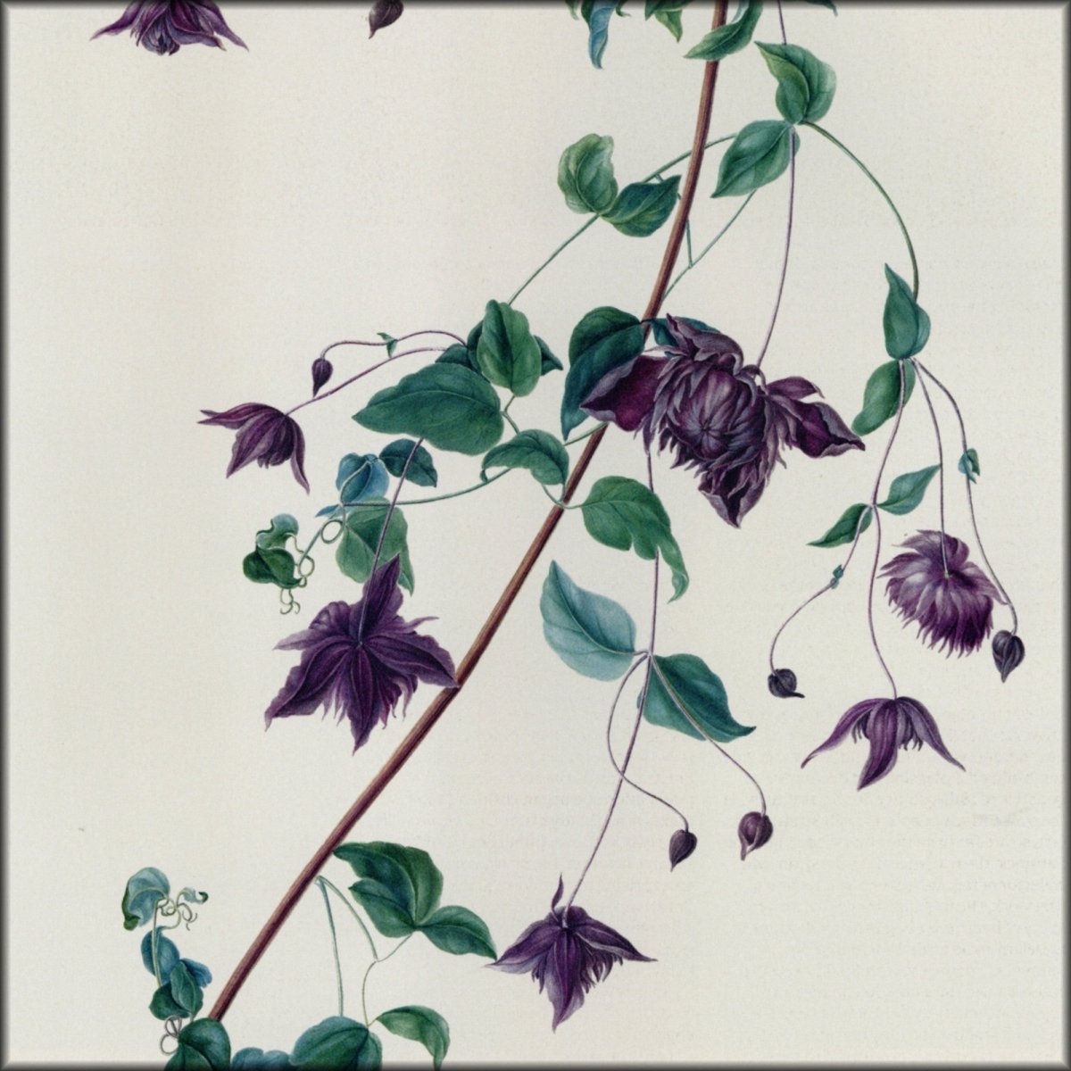 Digital Download - 1 image