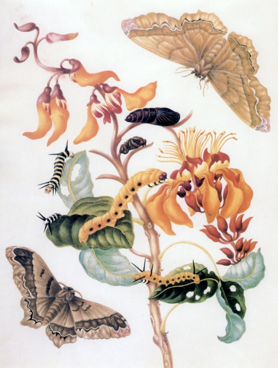 Dimensions 4216 x 5576 pixels