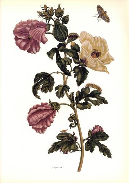 Botanical Prints 40 High Resolution Images | Dimensions 6303 x 8954 pixels