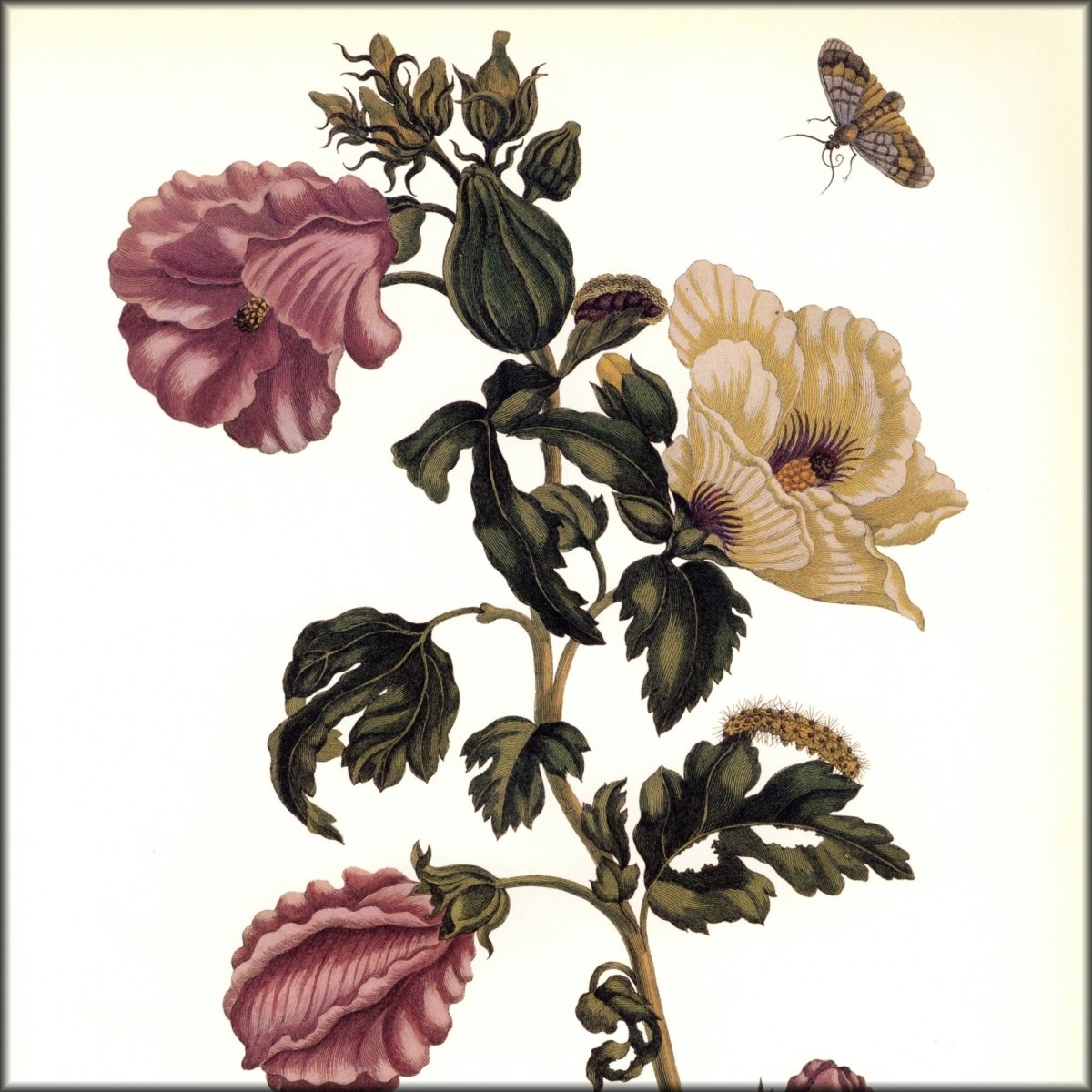 Digital Download - 1 image