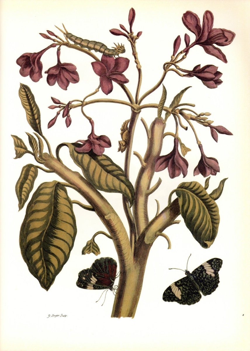 Dimensions 6372 x 8940 pixels