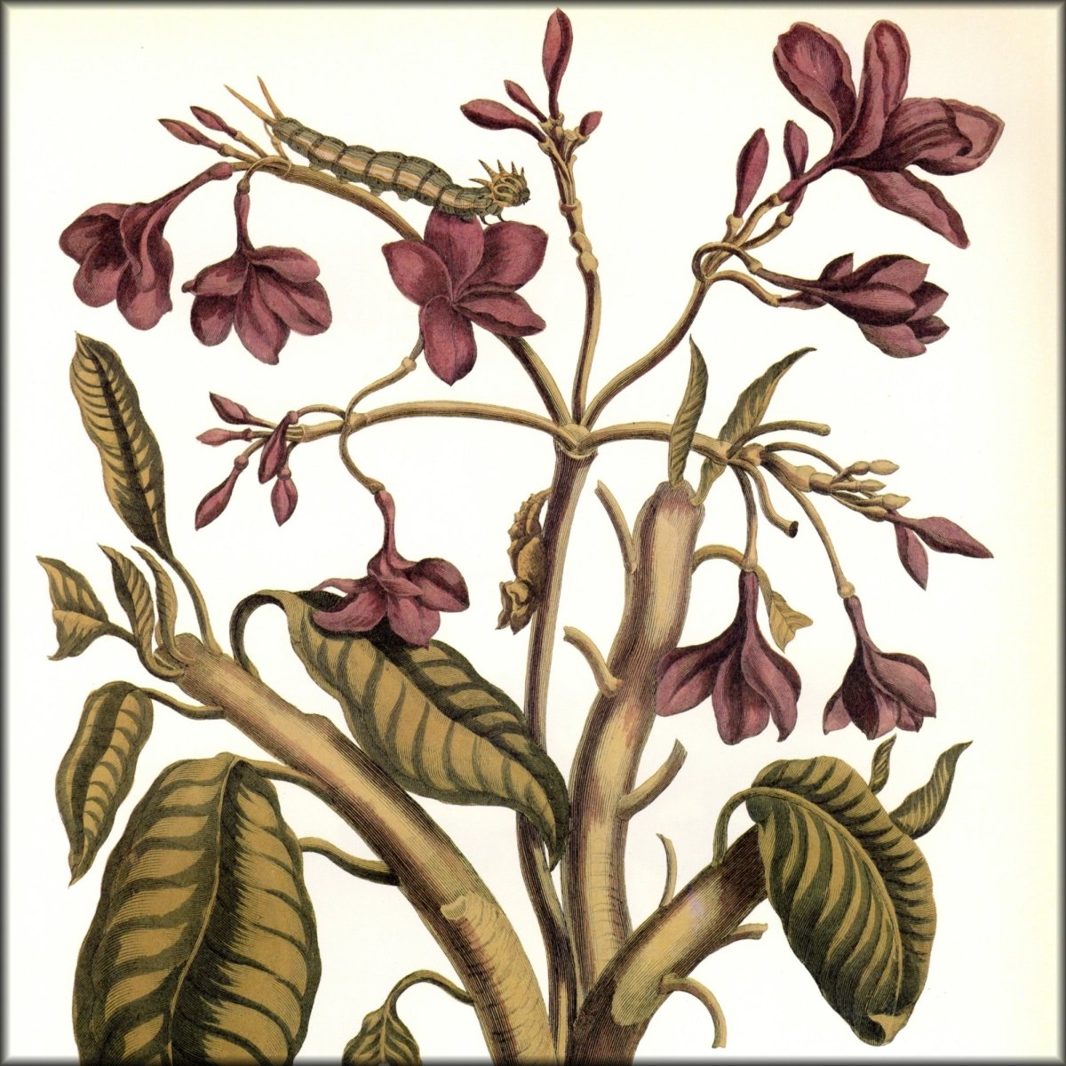 Digital Download - 1 image