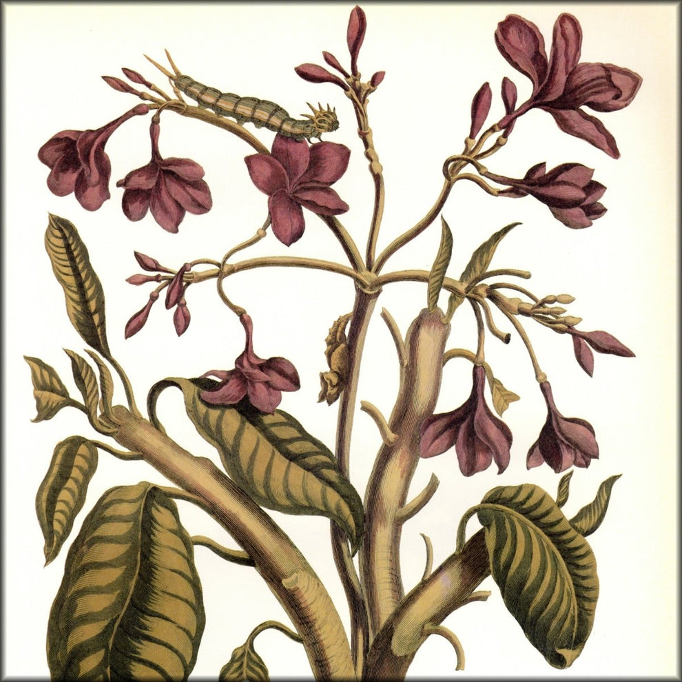 Maria Sibylla Merian (1647-1717) - Red Jasmine Tree 1705
