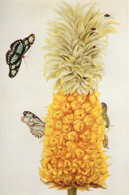 Dimensions 3661 x 5523 pixels