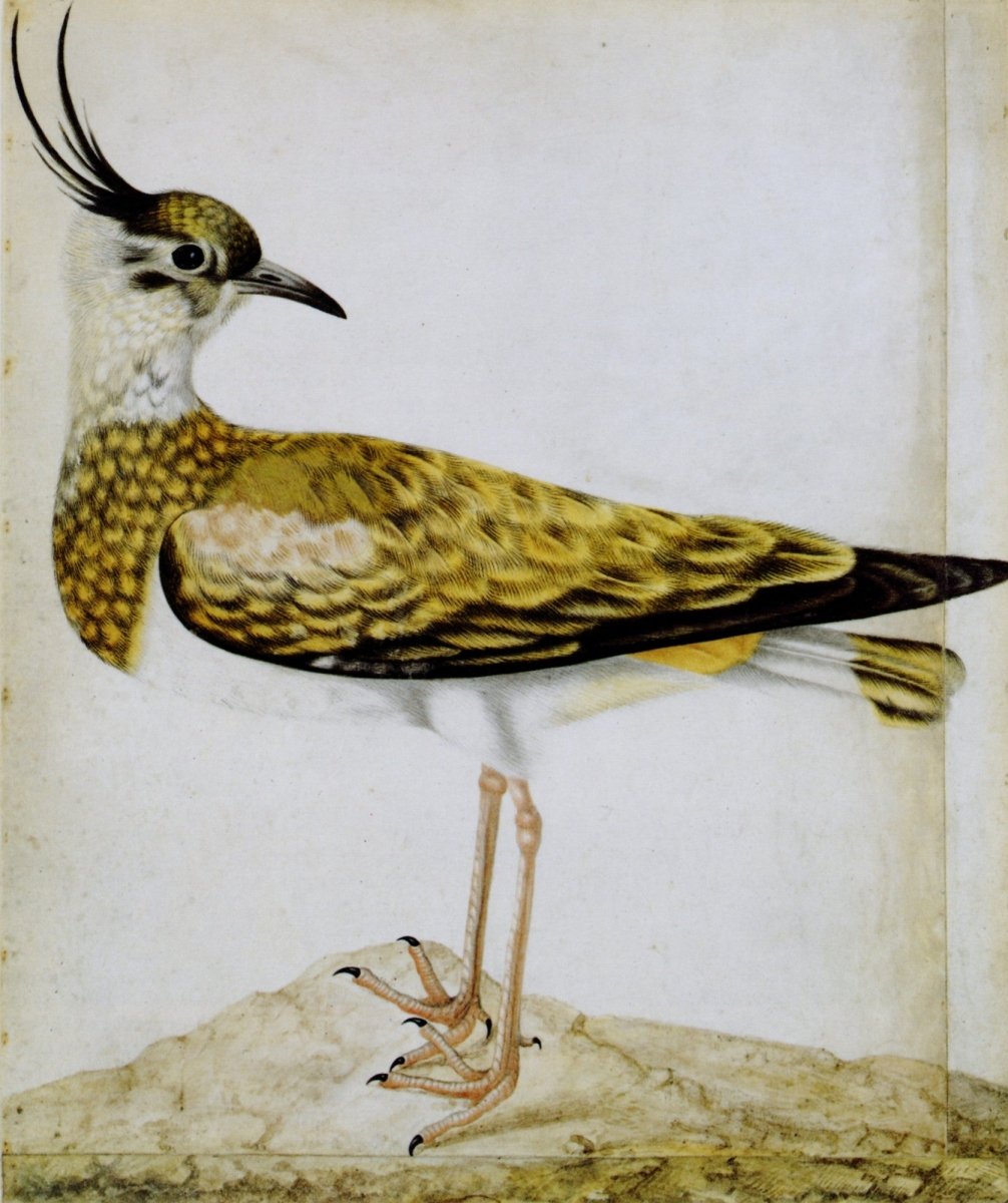 Dimensions 4152 x 4952 pixels