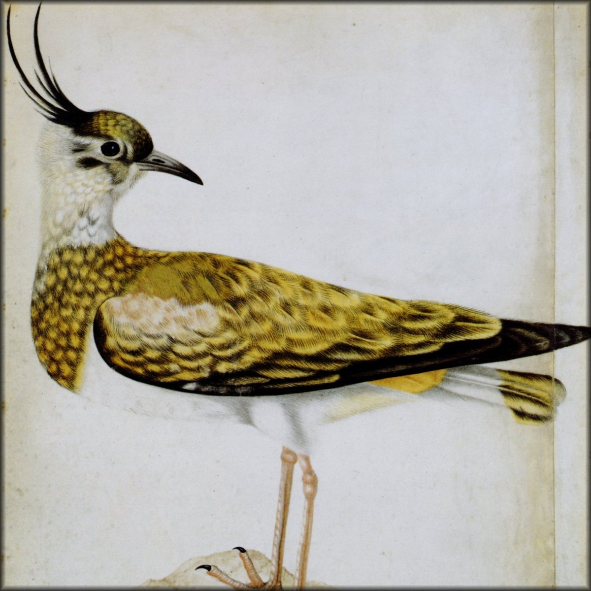 Digital Download - 1 image