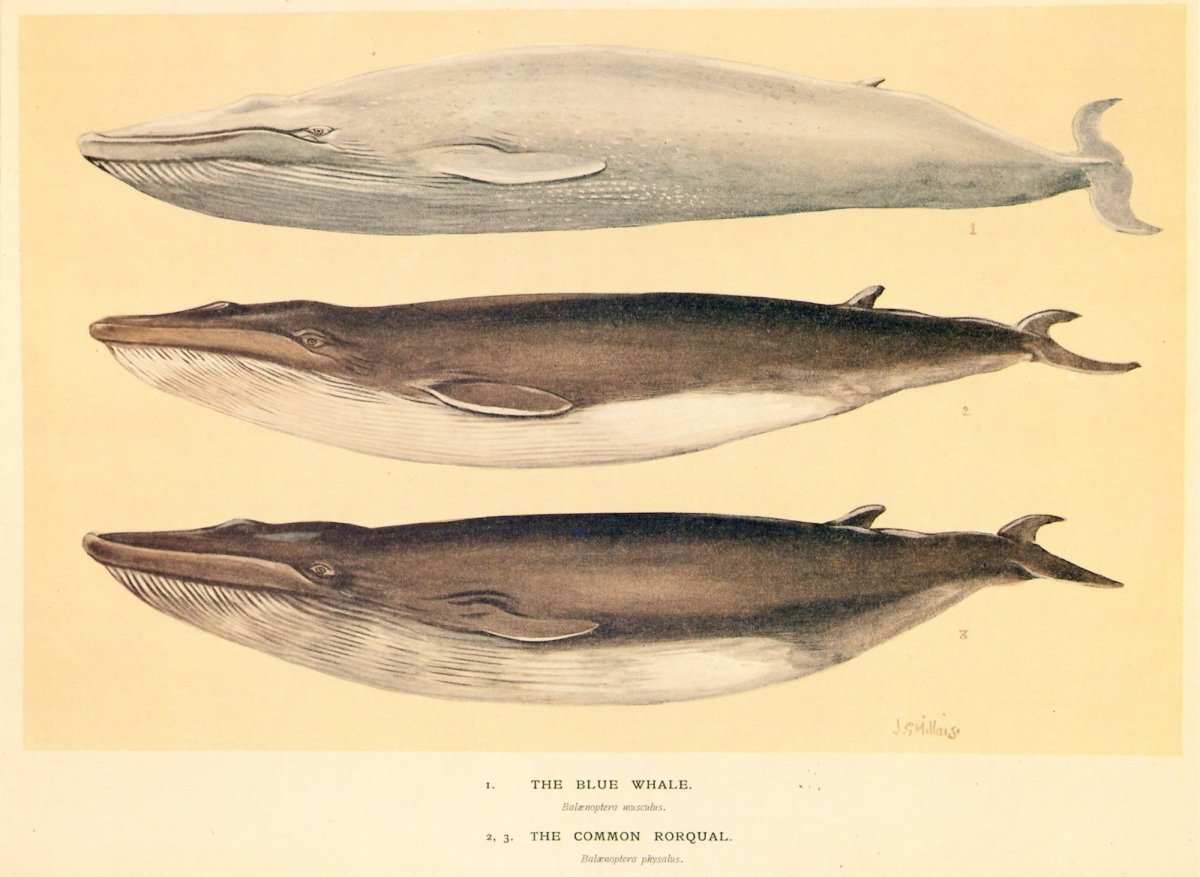 Dimensions 6993 x 5112 pixels