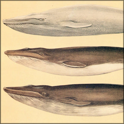 Digital Download - 1 image