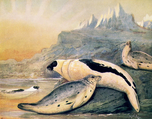 Dimensions 6489 x 5103 pixels