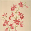 Orchids, The Royal Family of Plants 1885 - Harriet Stewart Miner (1840-1895) - 24 images