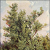 Familiar Trees vol.II 1900s - Muckley (1859-1920) & Boot (1848-1918) - 38 images
