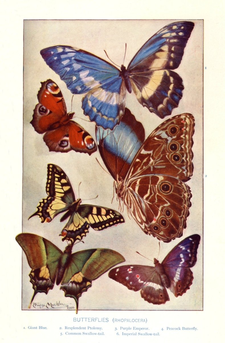 Dimensions 3472 x 5272 pixels