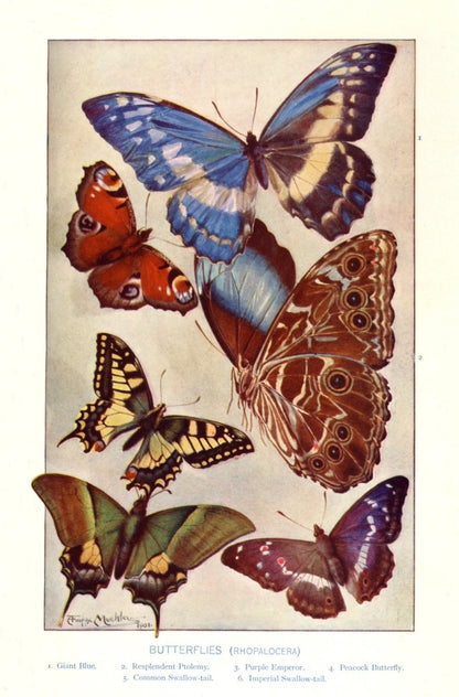 Dimensions 3472 x 5272 pixels