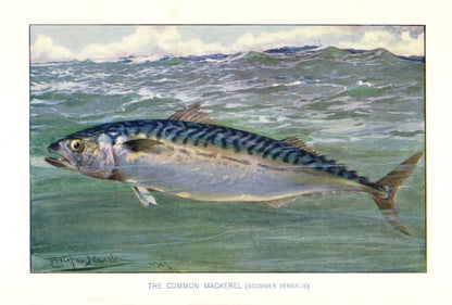 Dimensions 5152 x 3480 pixels