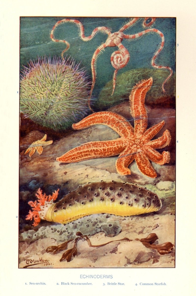 Dimensions 3496 x 5256 pixels