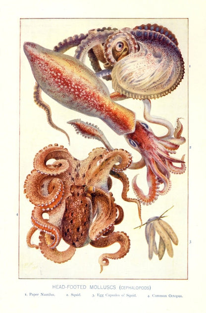 Dimensions 3448 x 5216 pixels