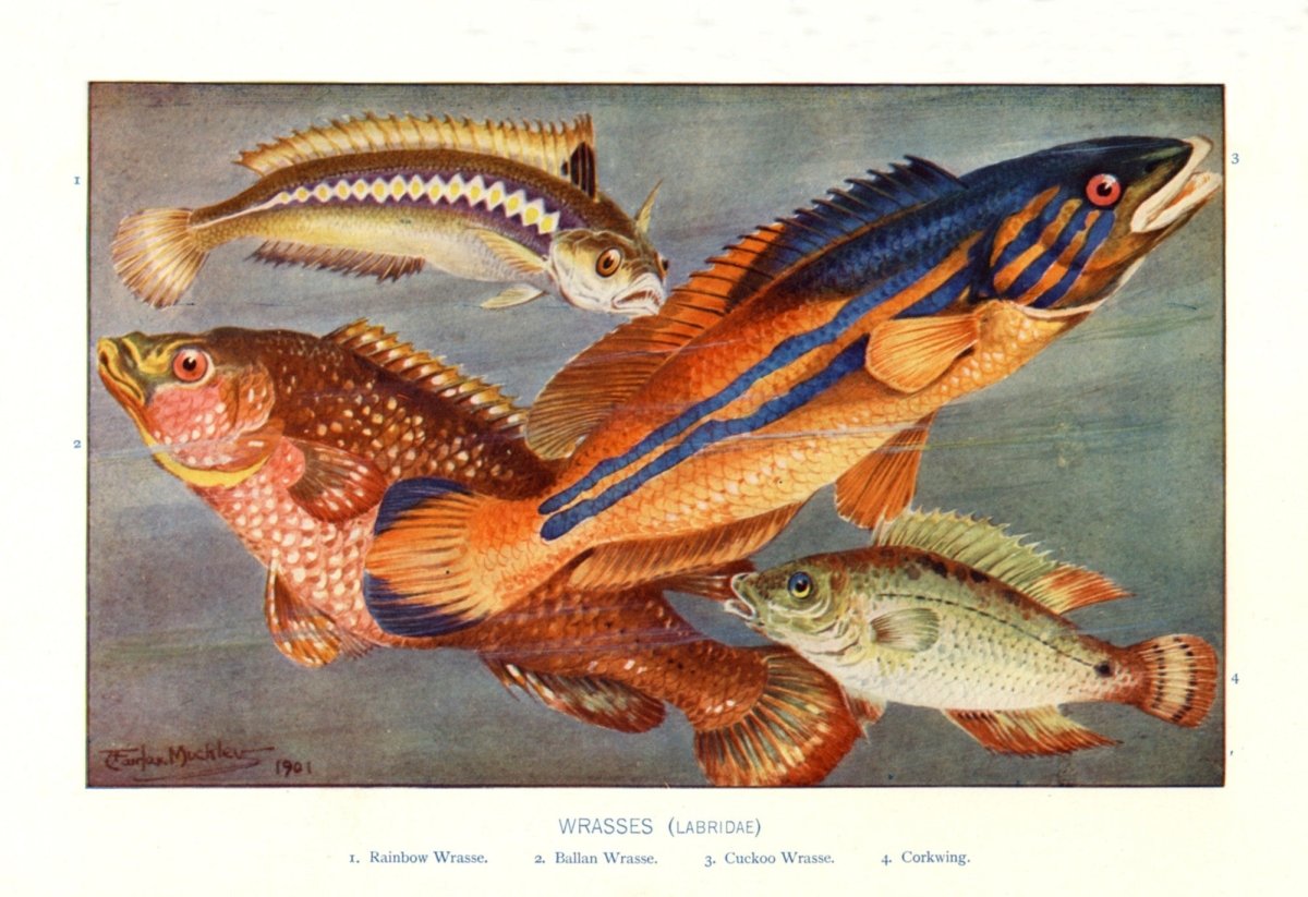 Dimensions 5148 x 3528 pixels